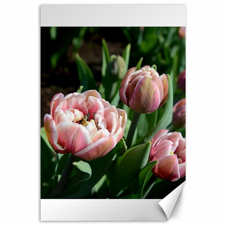 Tulips Canvas 24  x 36  (Unframed)