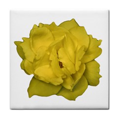 Isolated Yellow Rose Photo Tile Coasters