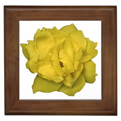 Isolated Yellow Rose Photo Framed Tiles