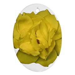 Isolated Yellow Rose Photo Ornament (oval) 