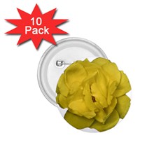 Isolated Yellow Rose Photo 1 75  Buttons (10 Pack)