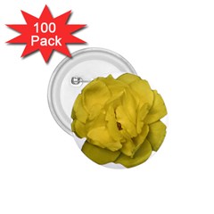 Isolated Yellow Rose Photo 1 75  Buttons (100 Pack) 