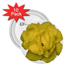 Isolated Yellow Rose Photo 2 25  Buttons (10 Pack) 