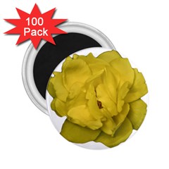 Isolated Yellow Rose Photo 2 25  Magnets (100 Pack) 