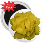 Isolated Yellow Rose Photo 3  Magnets (10 pack)  Front