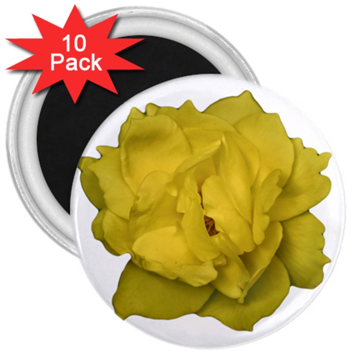 Isolated Yellow Rose Photo 3  Magnets (10 pack) 