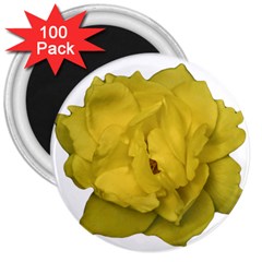 Isolated Yellow Rose Photo 3  Magnets (100 Pack)