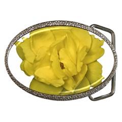 Isolated Yellow Rose Photo Belt Buckles by dflcprints