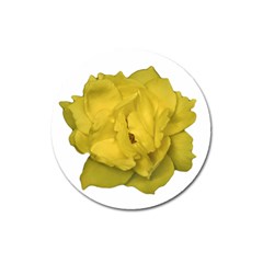 Isolated Yellow Rose Photo Magnet 3  (round) by dflcprints