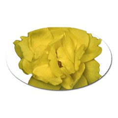 Isolated Yellow Rose Photo Oval Magnet