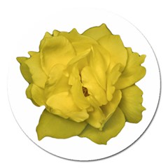 Isolated Yellow Rose Photo Magnet 5  (round) by dflcprints