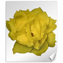 Isolated Yellow Rose Photo Canvas 8  X 10 