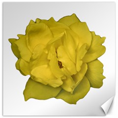 Isolated Yellow Rose Photo Canvas 20  X 20  