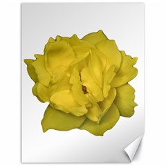 Isolated Yellow Rose Photo Canvas 18  X 24  