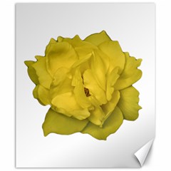 Isolated Yellow Rose Photo Canvas 20  X 24  