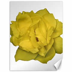 Isolated Yellow Rose Photo Canvas 36  X 48  