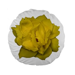 Isolated Yellow Rose Photo Standard 15  Premium Flano Round Cushions by dflcprints