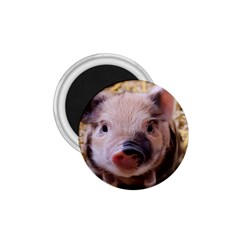 Sweet Piglet 1 75  Magnets