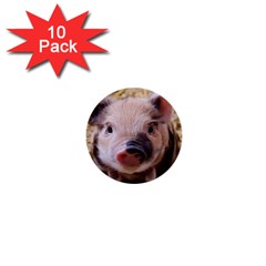 Sweet Piglet 1  Mini Buttons (10 Pack)  by ImpressiveMoments