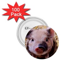 Sweet Piglet 1 75  Buttons (100 Pack)  by ImpressiveMoments