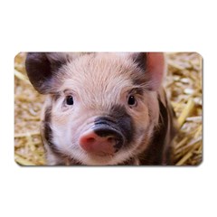 Sweet Piglet Magnet (rectangular)