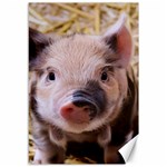 Sweet Piglet Canvas 12  x 18   11.88 x17.36  Canvas - 1