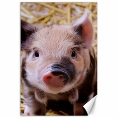 Sweet Piglet Canvas 20  X 30  