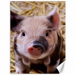 Sweet Piglet Canvas 36  x 48   35.26 x46.15  Canvas - 1