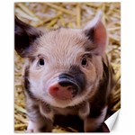 Sweet Piglet Canvas 11  x 14   10.95 x13.48  Canvas - 1