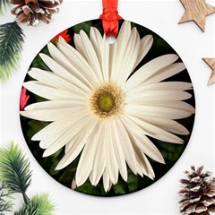 Daisyc Ornament (round) 