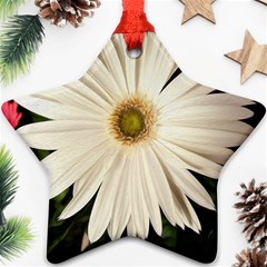 Daisyc Ornament (star) 