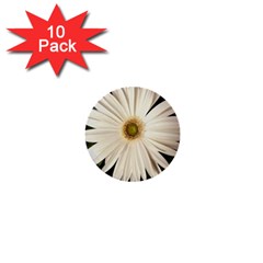 Daisyc 1  Mini Buttons (10 Pack) 