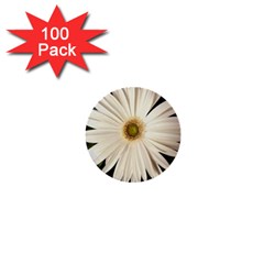 Daisyc 1  Mini Buttons (100 Pack) 