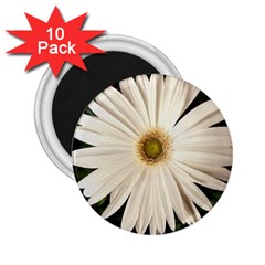 Daisyc 2 25  Magnets (10 Pack) 