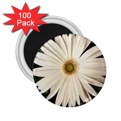 Daisyc 2 25  Magnets (100 Pack) 