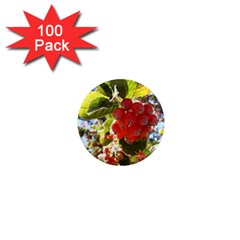 Rowan 1  Mini Magnets (100 Pack) 