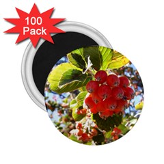 Rowan 2 25  Magnets (100 Pack) 