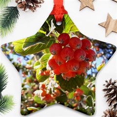 Rowan Star Ornament (two Sides) 