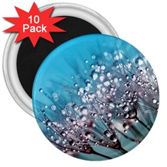 Dandelion 2015 0702 3  Magnets (10 Pack)  by JAMFoto