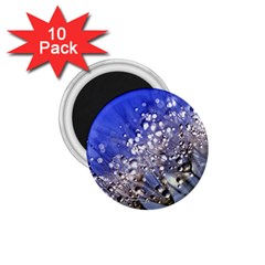 Dandelion 2015 0704 1 75  Magnets (10 Pack)  by JAMFoto