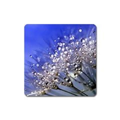 Dandelion 2015 0704 Square Magnet by JAMFoto