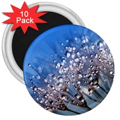 Dandelion 2015 0703 3  Magnets (10 Pack) 