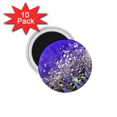 Dandelion 2015 0705 1 75  Magnets (10 Pack)  by JAMFoto