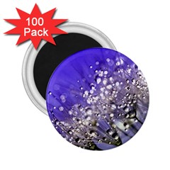 Dandelion 2015 0705 2 25  Magnets (100 Pack) 