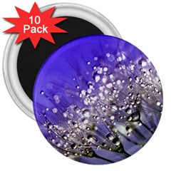 Dandelion 2015 0705 3  Magnets (10 Pack) 