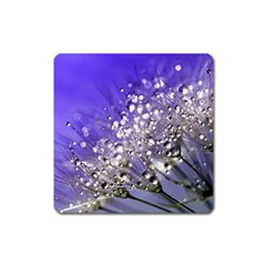 Dandelion 2015 0705 Square Magnet