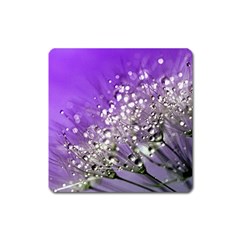 Dandelion 2015 0706 Square Magnet