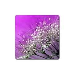 Dandelion 2015 0707 Square Magnet