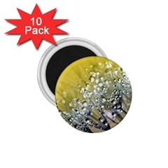 Dandelion 2015 0713 1 75  Magnets (10 Pack)  by JAMFoto