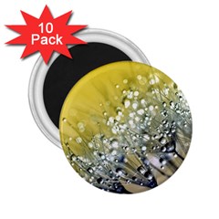 Dandelion 2015 0713 2 25  Magnets (10 Pack) 